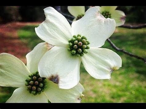  The Dogwood Tree:  A Timeless Tale Exploring Sacrifice, Transformation, and the Boundless Power of Nature