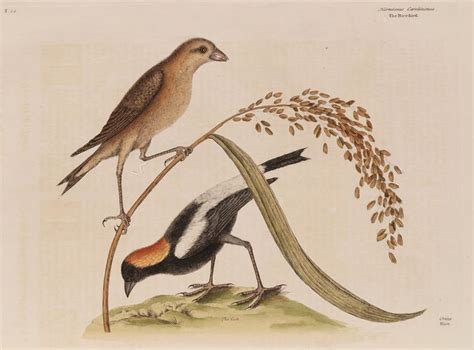  The Ricebird and the Sky: A Tale of Sacrifice and Abundance Woven Through Feathers?