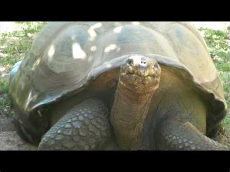  The Talking Tortoise : 17세기 남아프리카의 지혜로운 거북이 이야기!